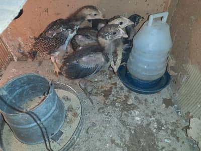 2 females 3 males healthy and active