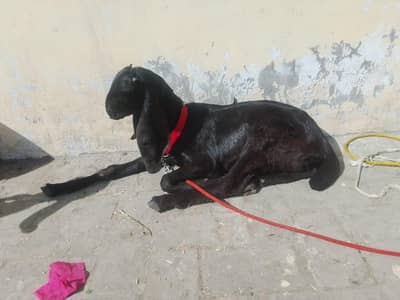 Bakri or bkra age 3 month healthy and active beetal nasal ha