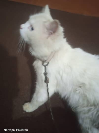 Persian Male cat For sale