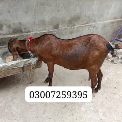 dosra soa path ghban 4 month 12 din ki gabhn havey goat