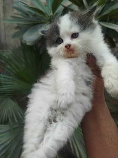Triple coated kittens available
