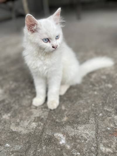 Triple coated white persian cat