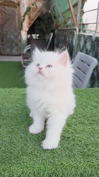 Persian cat for sale my WhatsApp number  0370-36-59-905