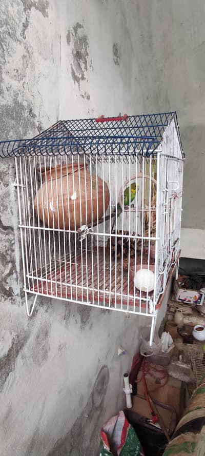 budgie parrot pair with cage