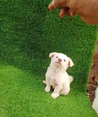 Russian puppy dog for sale only Whatsapp number 03327945291
