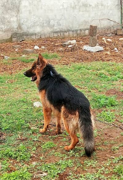 German shepherd High quality sale or exchange
