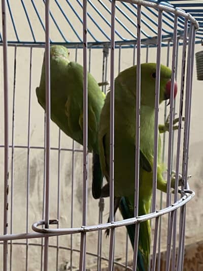 2 male ringneck parrots for sale  with cage