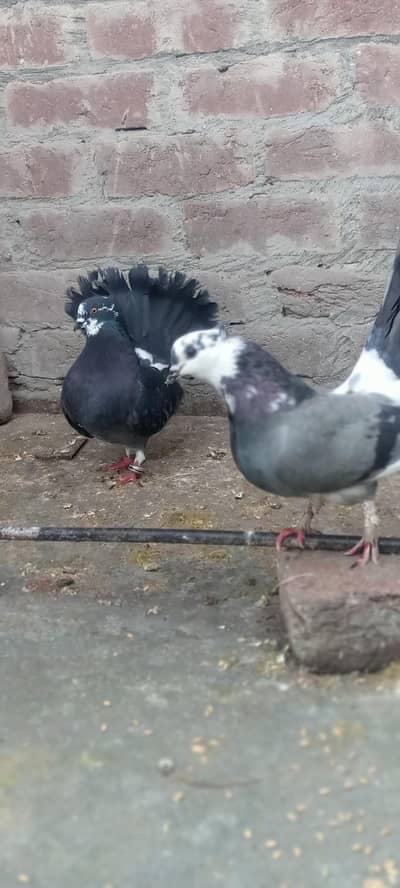 100 percent breeder pair  mere ps Bach bhi nikl Chuka Hain all ok