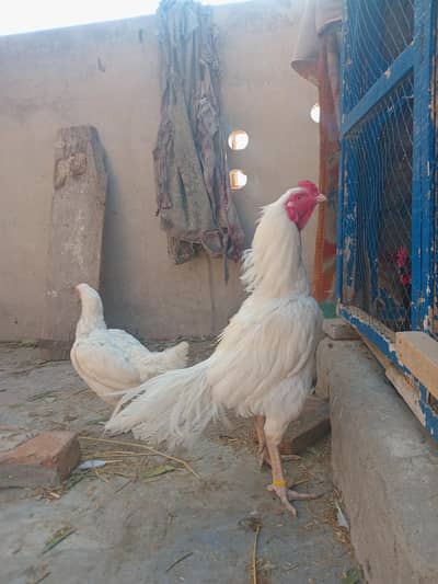 White heera aseel chicks 03127040627  aousterlop chicks
