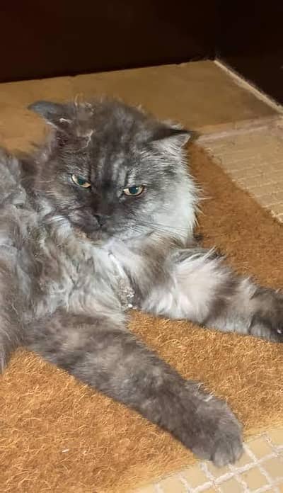 Siberian cat for sell