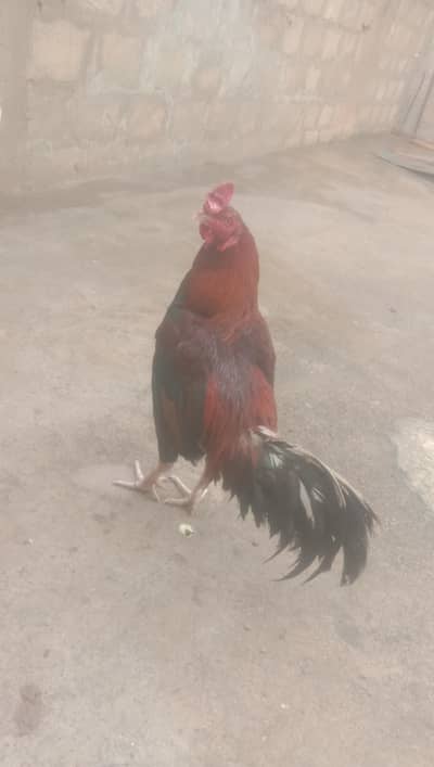 murghy murghya for sell