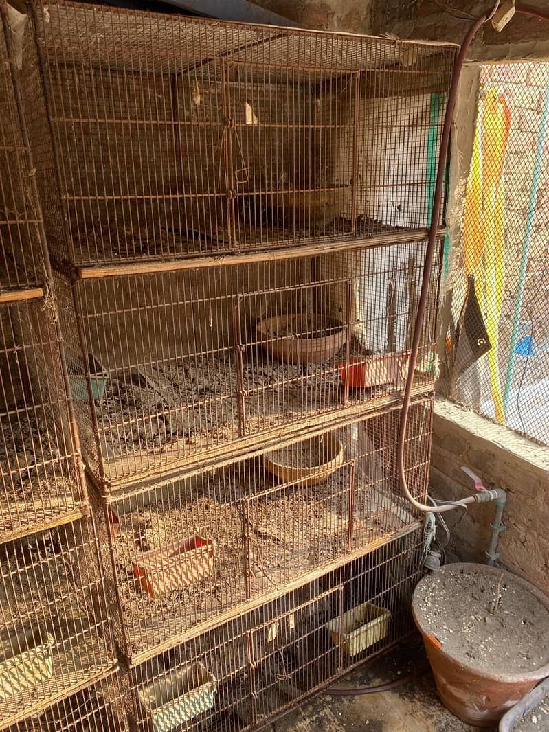 cages 1