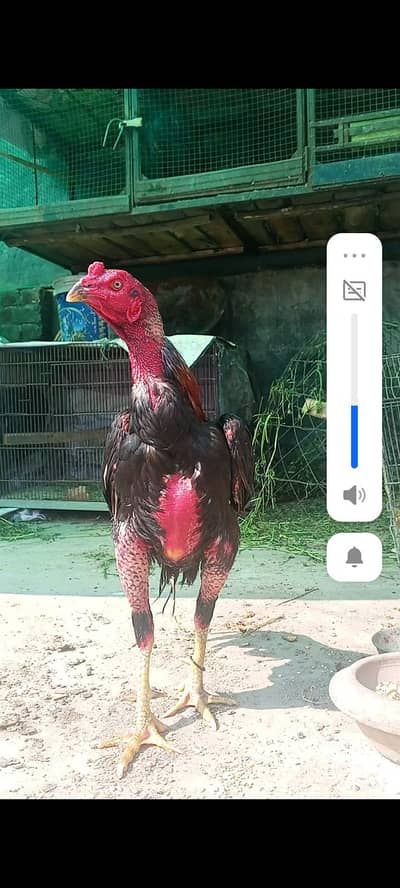 pure Pakistani sahiwal aseel 03008076142