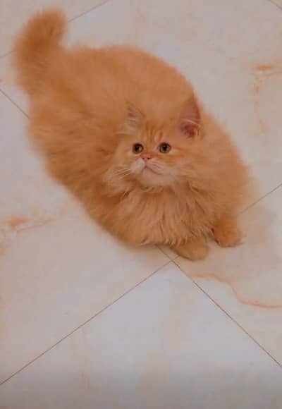 Show quality Persian kittens available in very cheap rates Eid offer