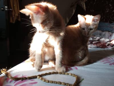 playful orange kitten pair