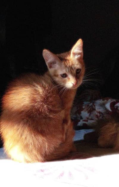 playful orange kitten