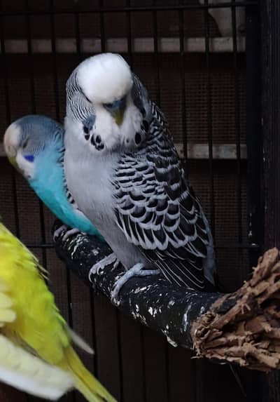 top class under exhibition male for sale