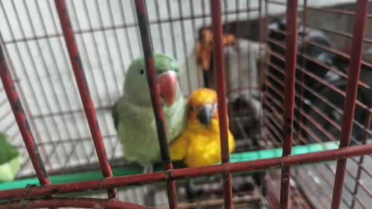 2 raw parrots and 1 Sunconure
