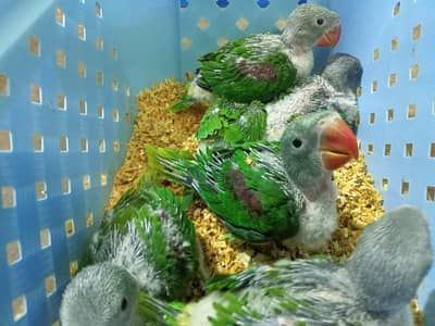 Raw/Kashmiri Pahari Chicks and Ringneck Chicks Available