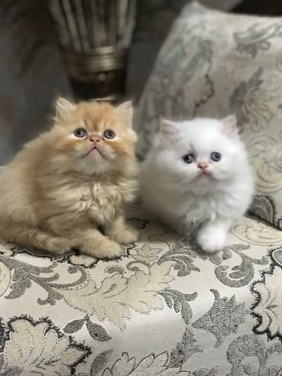 punch face more then 3 coated