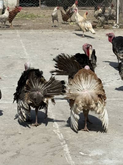 Turkey Male Black Birds available
