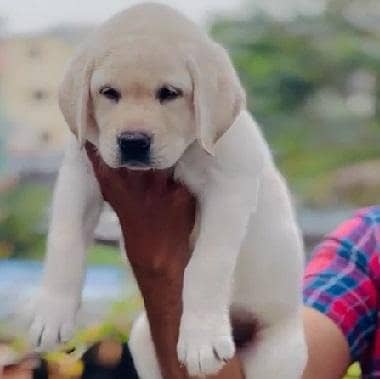 British lab puppies available for sale top of the line quality