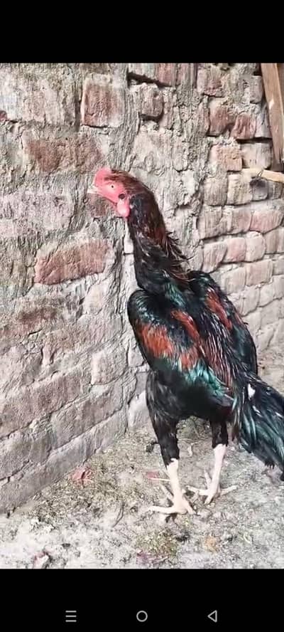 Pakistani Shamu croos patha lon hait mazbot nak nali