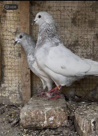 Kasni Ferozpuri Pair