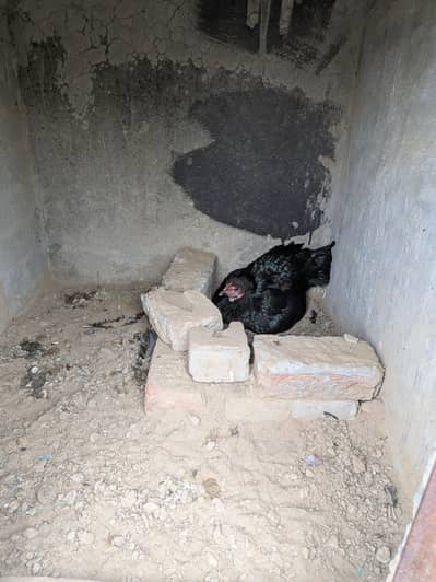 Burmi+trot Full Gamer+neck Lock Chicks