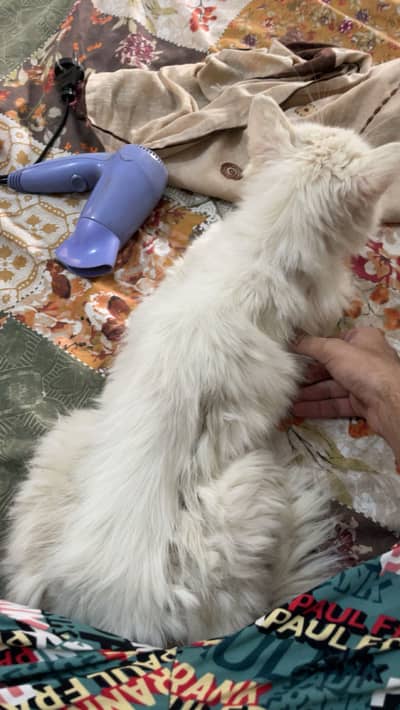 Perian different eye color cat