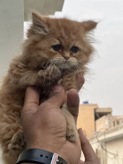 Persian Cat