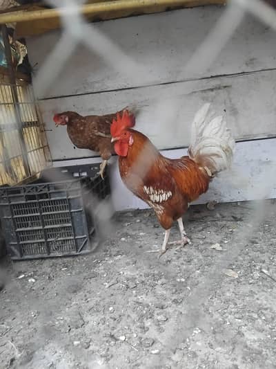 Lohmann brown Rooster