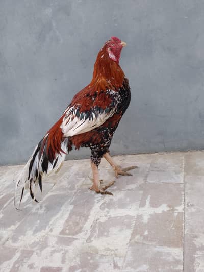 murga seal kar Raha ho