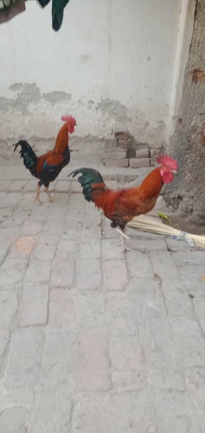 I want to sell my rosters each are dasi rosters