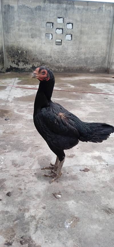 Thai Aseel high quality