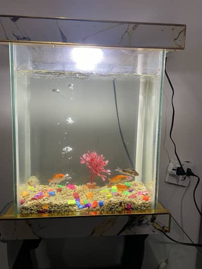 Aquarium with fishes