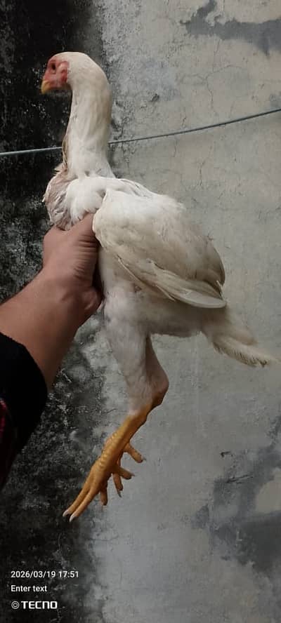 japanese white shamo | white Shamo | hens | Pure White Shamo chicks
