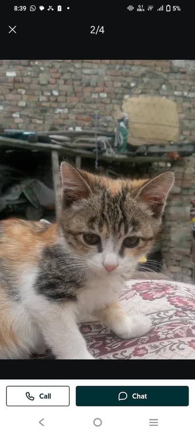 Required a kitten free. o. 3/4/5/6/9/9/2/901