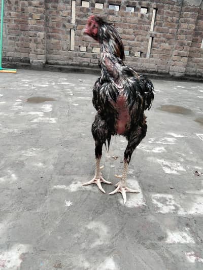 2 murgay kamaliay or Maiwali Aseel Murga