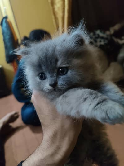 12 piece 6 baby 3 breeder pair  cat price 15k final