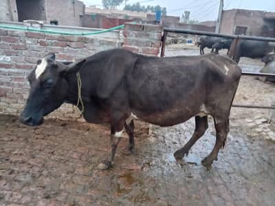 Frezian Cholistani Cow / cross cow /cow | بھینس for sale
