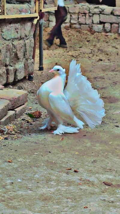 English fantail pigeon
