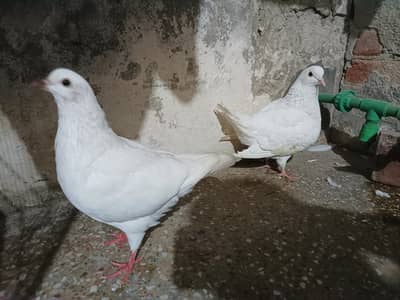 White King Pair Male And female Jambo Size Available Location Faisala