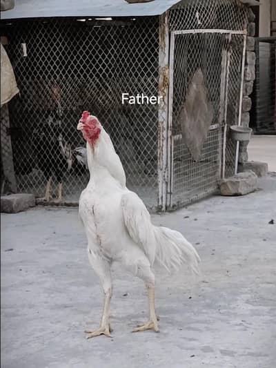 Quality Mianwali Aseel chick