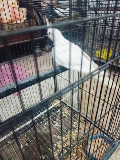 Eno red eyes & v pied chiks