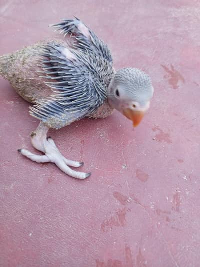 green ring neck baby