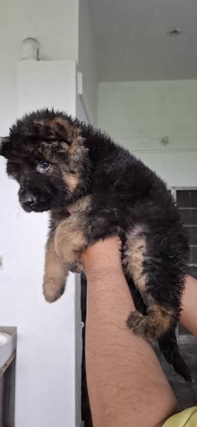 long cort top class german shepherd puppy