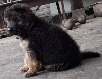 long cort top class german shepherd puppy