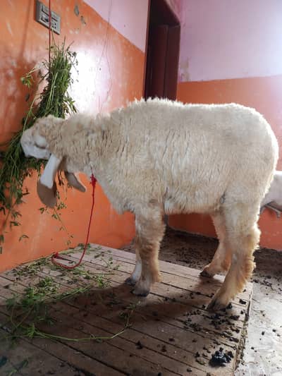 9 month dumba and 2 dant bakra