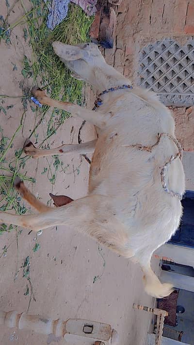 pure Muhammad pori goat for sale mo sa 6 dant ha